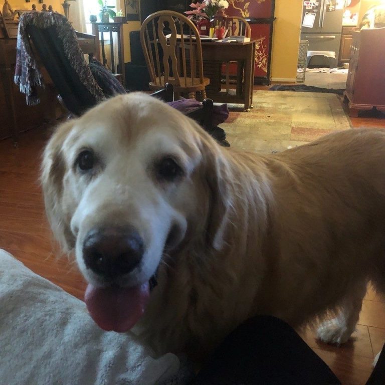dog boarding