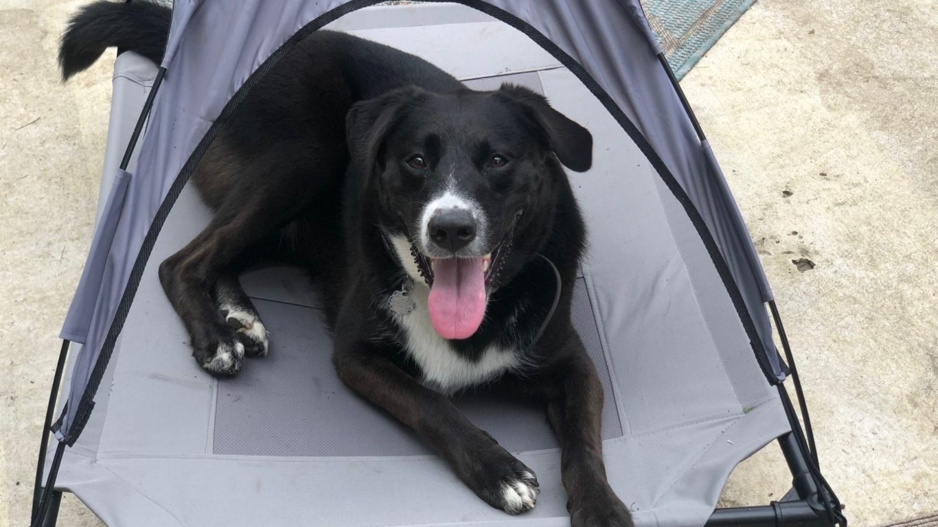Dog sitting in my home