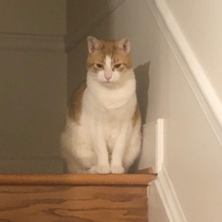 cat sitting in your home
