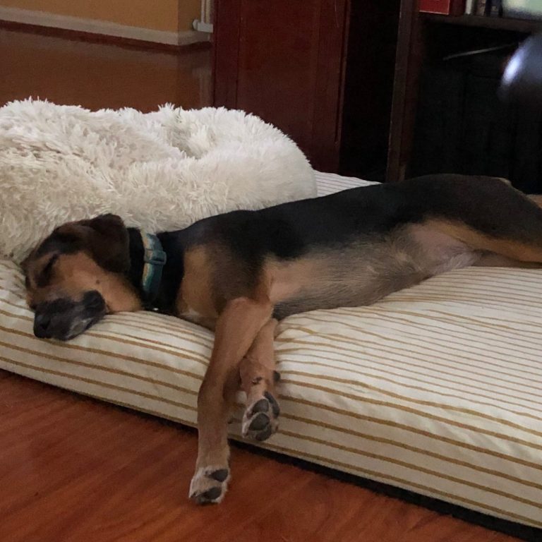 overnight dog sitter