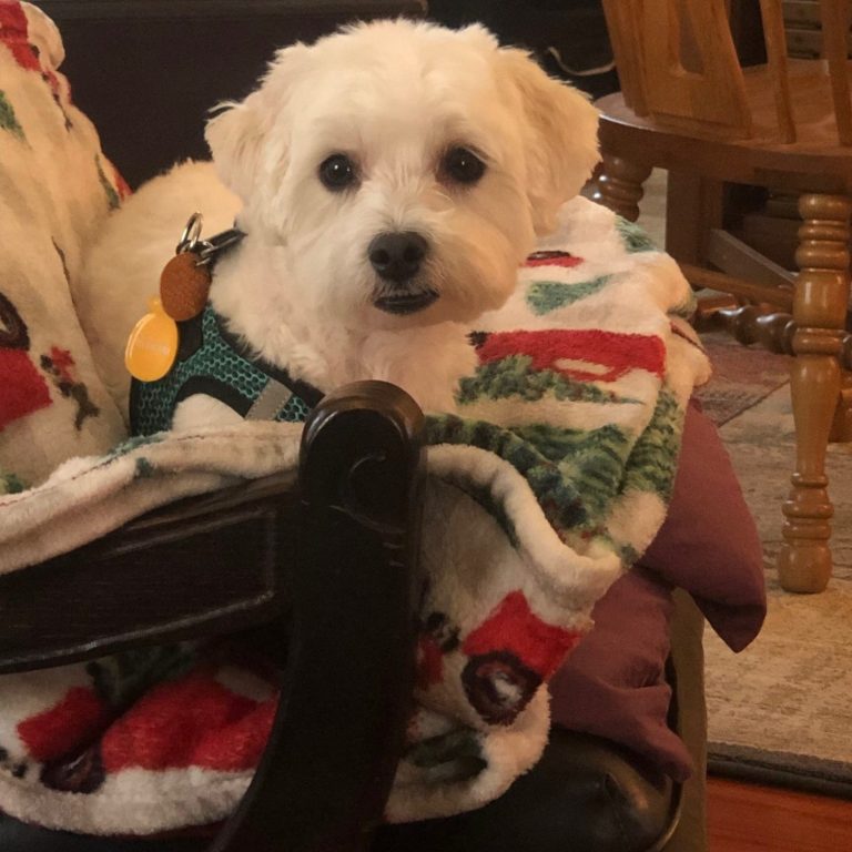 dog in chair